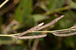 White moneywort